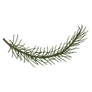 Pine Spruce Branches 6